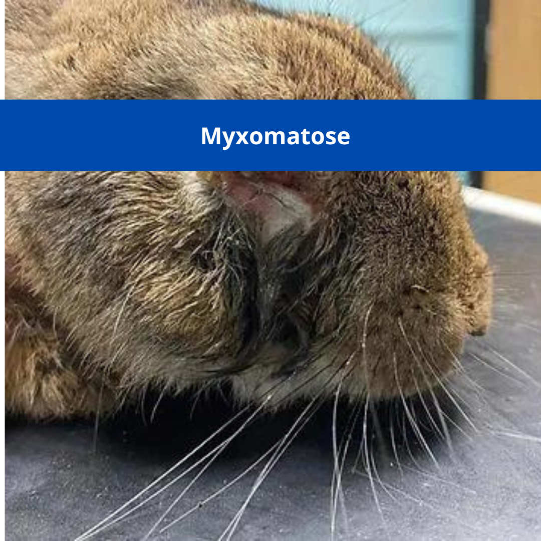 Myxomatose